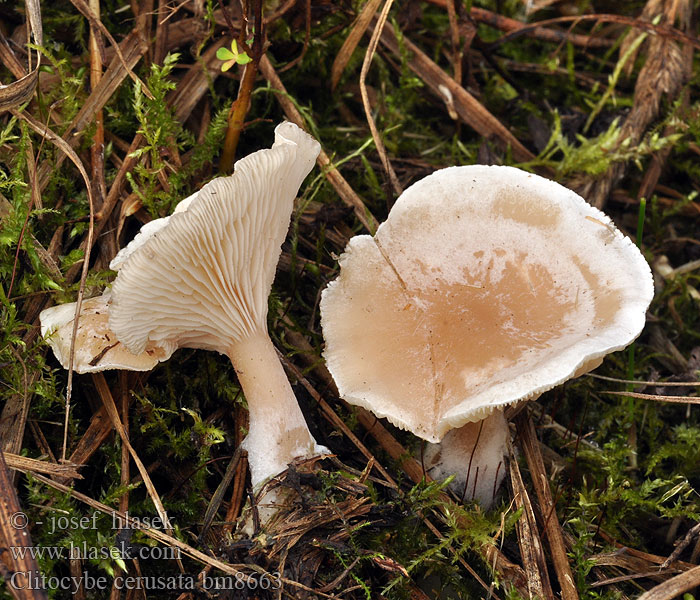 Clitocybe cerussata bm8663