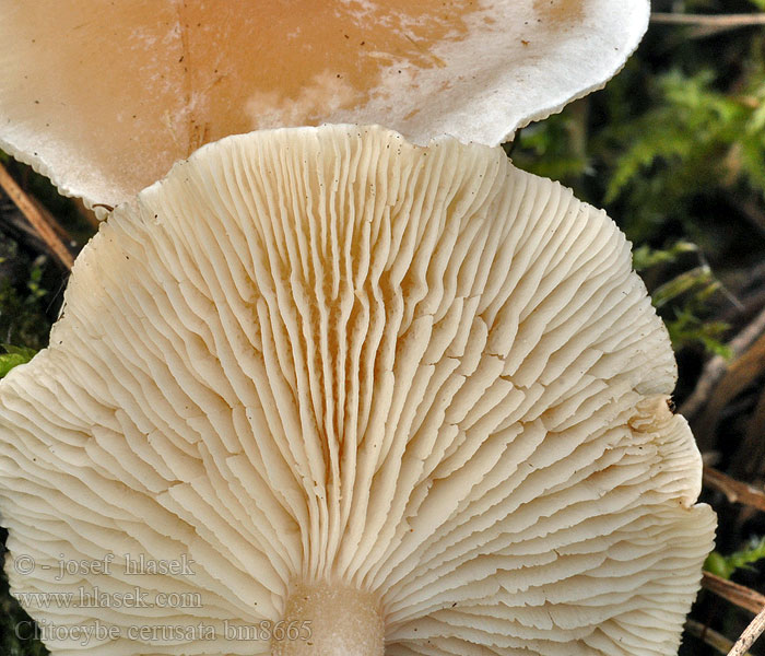 Clitocybe cerussata bm8665