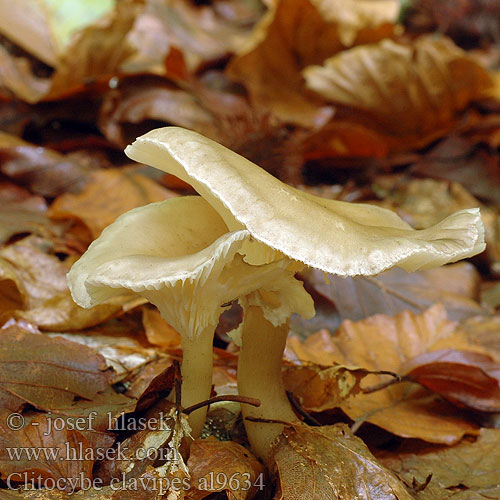 Clitocybe clavipes al9634