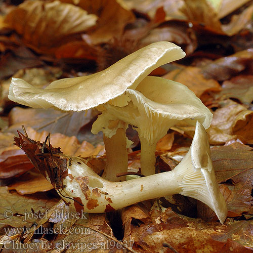 Clitocybe clavipes al9637