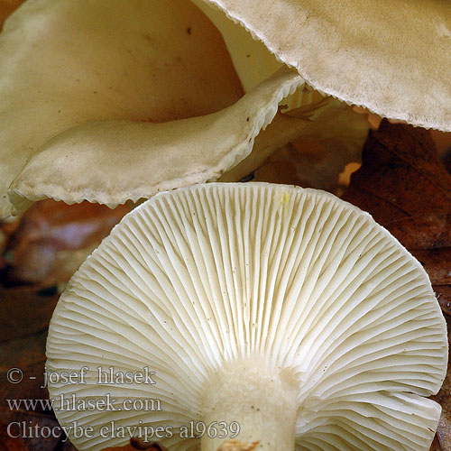 Clitocybe clavipes al9639