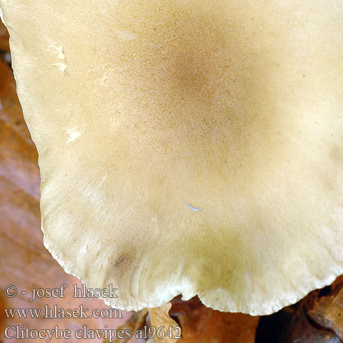 Clitocybe clavipes al9642