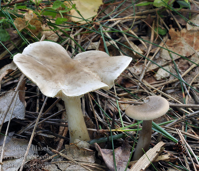 Klubbtrattskivling Clitocybe clavipes Keulenfußtrichterling Keulenfüßiger Trichterling Lejkówka buławotrzonowa Strmělka kyjonohá Club Foot Ampulloclitocybe Køllestokket tragthat Nuijamalikka Clitocybe Pied clavé Massue Knotsvoettrechterzwam Duzzadttönkű tölcsérgomba Klubbetraktsopp Говорушка булавоногая Strmuľka kyjakovitá