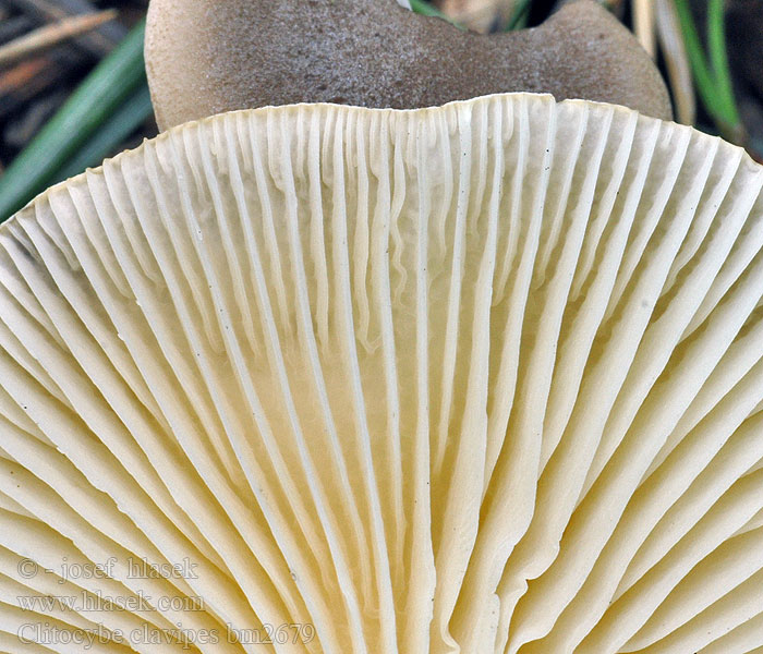 Clitocybe clavipes bm2679