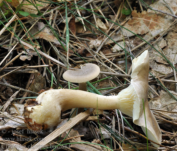 Lejkówka buławotrzonowa Strmělka kyjonohá Club Foot Ampulloclitocybe Køllestokket tragthat Nuijamalikka Clitocybe Pied clavé Massue Knotsvoettrechterzwam Duzzadttönkű tölcsérgomba Klubbetraktsopp Говорушка булавоногая Strmuľka kyjakovitá Klubbtrattskivling Clitocybe clavipes Keulenfußtrichterling Keulenfüßiger Trichterling