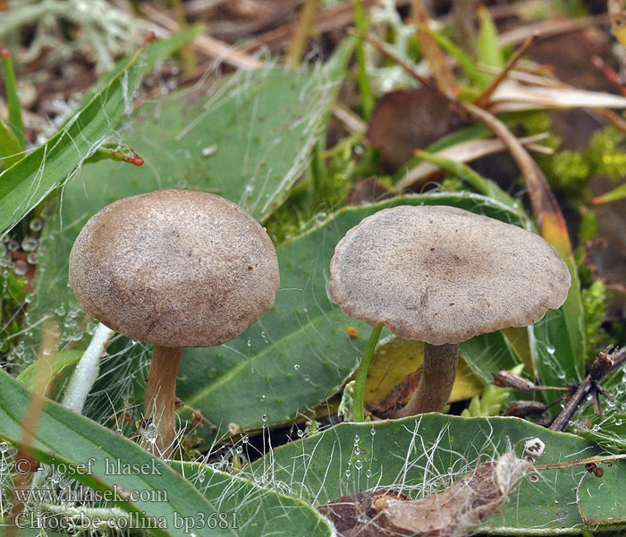 Clitocybe collina Hügel-Trichterling