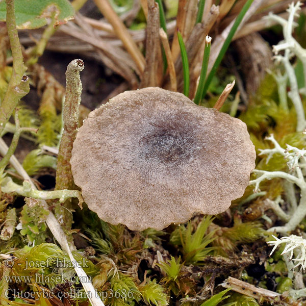 Clitocybe collina bp3686