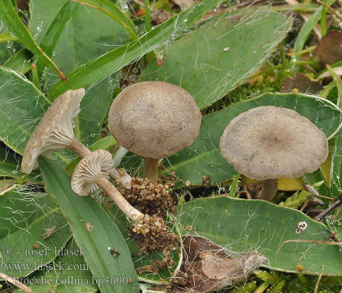 Clitocybe collina Clitocybe collines