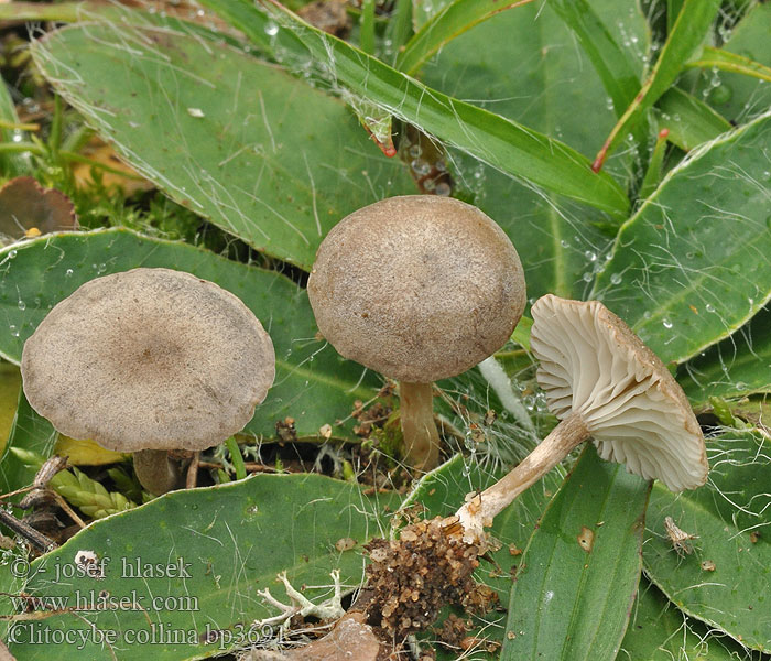 Hügel-Trichterling Clitocybe collina