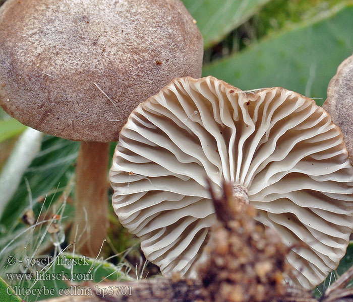 Clitocybe collina bp3701