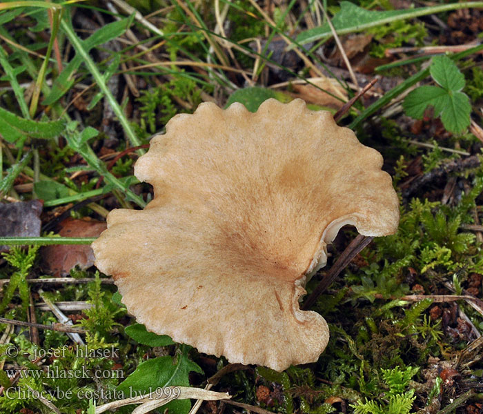 Clitocybe costata Strmělka kosťovitá Kerbrandiger Trichterling