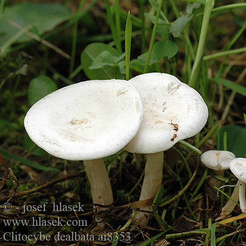 Clitocybe dealbata rivulosa Lejkówka odbielona Говорушка беловатая Myrkkymalikka Giftig trattskivling Клітоцибе знебарвлений Ivory funnel Strmělka odbarvená Bleg tragthat Clitocybe blanc blanchi Witte weidetrechterzwam カヤタケ属の一種 Mezei tölcsérgomba Feldtrichterling Feld-Trichterling Lumsk traktsopp Strmuľka pásikavá Pobeljena livka Clitocybe Blanco Клітоцибе знебарвлений 白霜杯伞