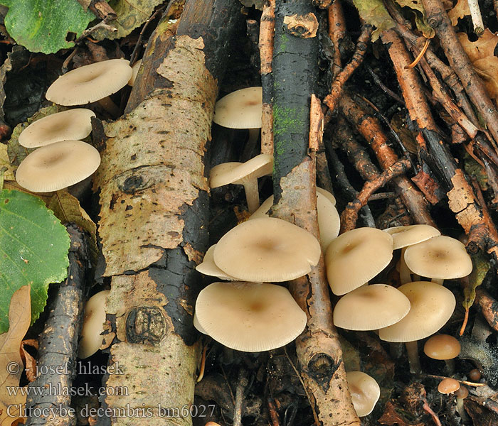 Clitocybe decembris metachroa dicolor Strmělka středobarvá Staubfüssiger Trichterling Говорушка снежная