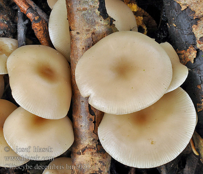 Staubfüssiger Trichterling Говорушка снежная Clitocybe decembris metachroa dicolor Strmělka středobarvá