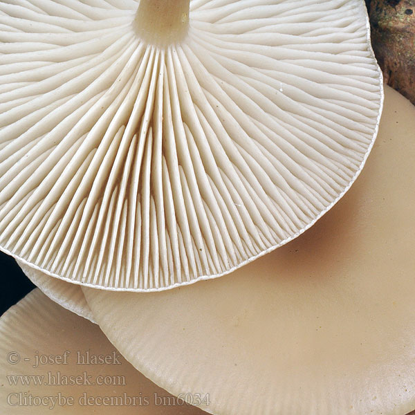 Clitocybe decembris bm6034