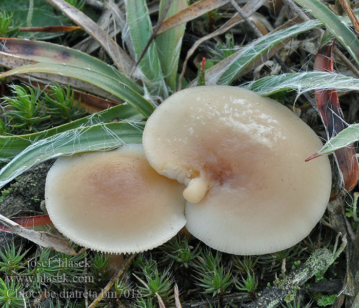 Clitocybe_diatreta_bm7018