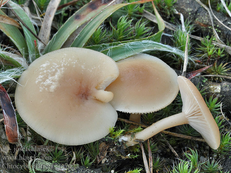 Clitocybe diatreta Fleischfalber Trichterling