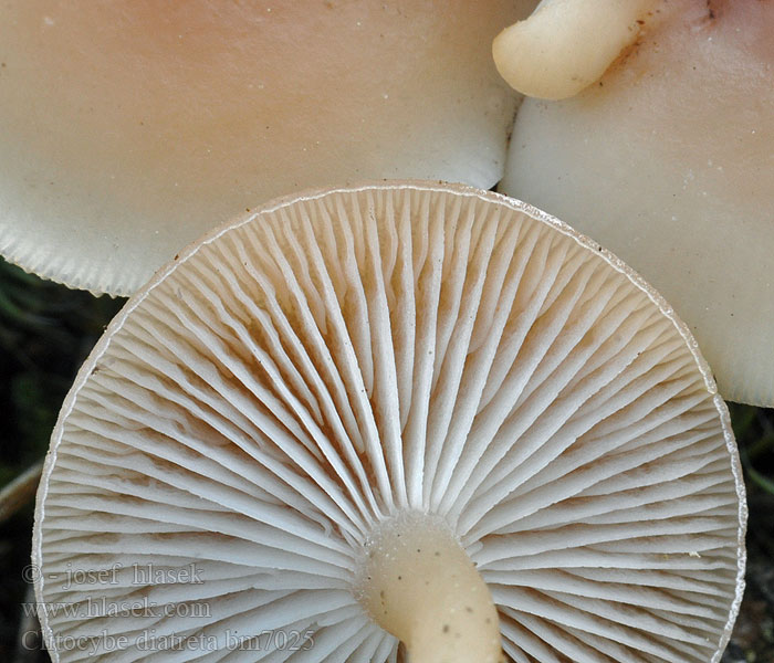 Clitocybe_diatreta_bm7025