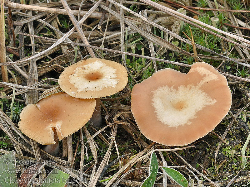 Clitocybe diatreta Lejkówka rdzawa