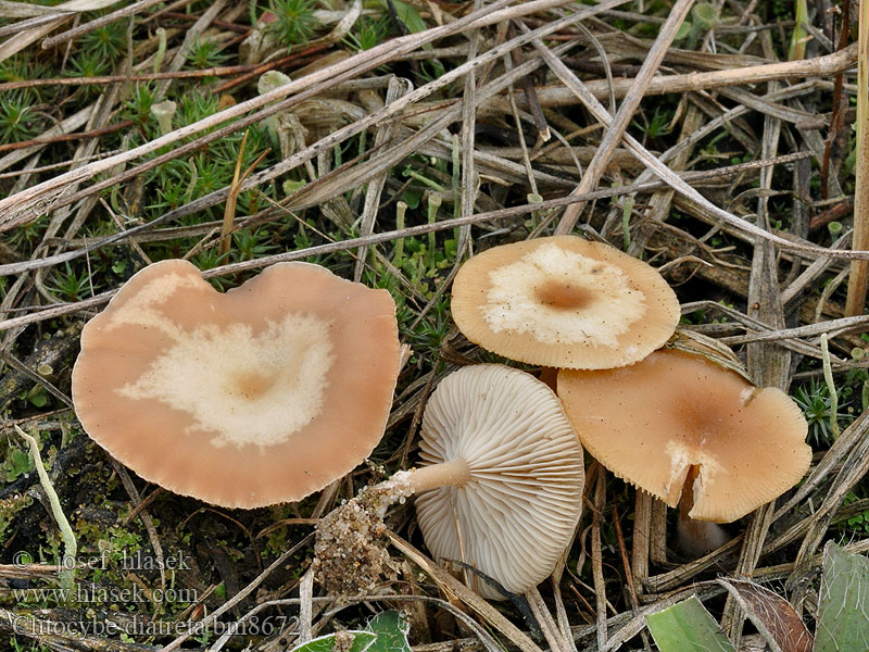 Clitocybe diatreta Strmuľka mäsovohnedá