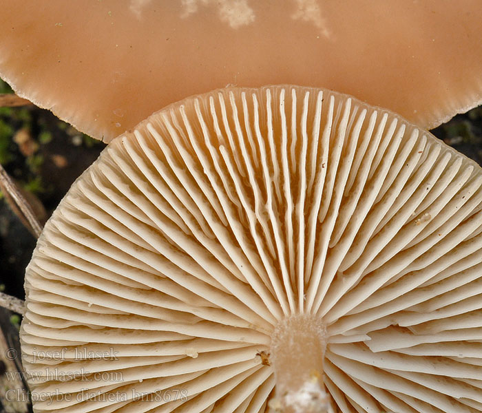 Clitocybe diatreta Kødfarvet Tragthat