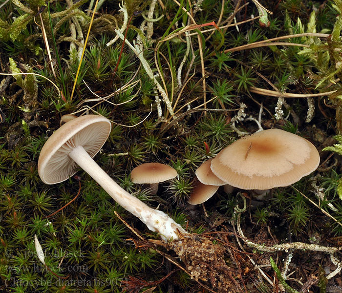 Clitocybe diatreta Strmělka masová Fleischfalber Trichterling