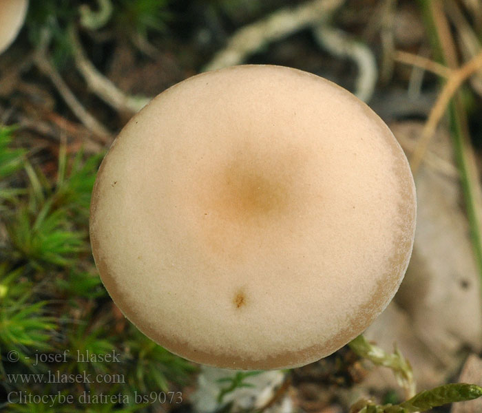 Clitocybe_diatreta_bs9073