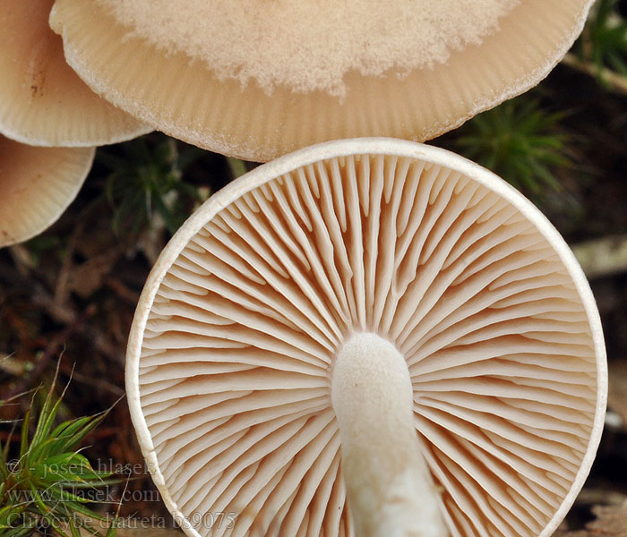 Kødfarvet Tragthat Blekröd trattskivling Clitocybe couleur cuir