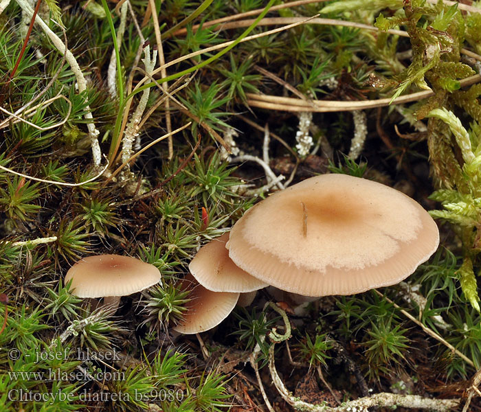 Clitocybe_diatreta_bs9080