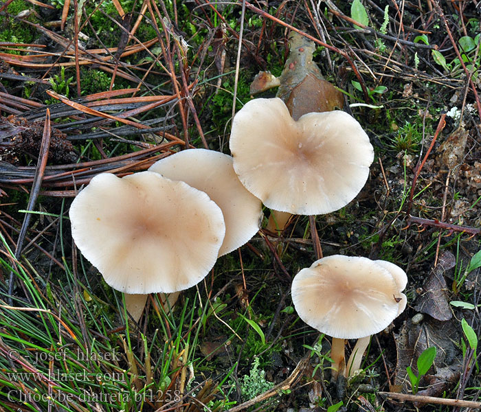 Clitocybe diatreta Blekröd trattskivling