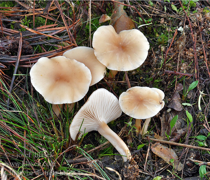 Clitocybe diatreta Clitocybe couleur cuir