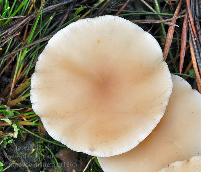 Clitocybe diatreta Rosa traktsopp