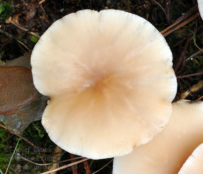 Clitocybe diatreta Говорушка диатрета