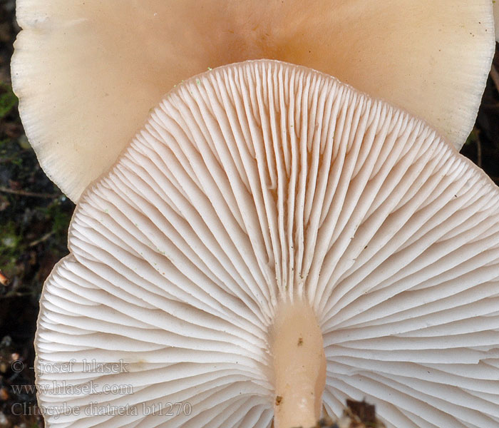 Clitocybe diatreta Húsbarna tölcsérgomba