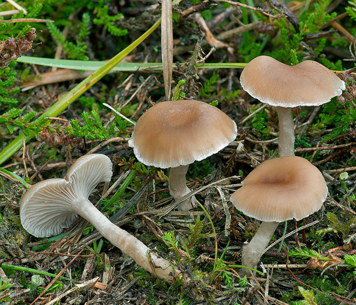 Fleischfalber Trichterling Clitocybe diatreta