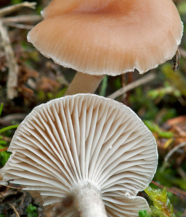 Bleke veldtrechterzwam Lejkówka rdzawa Clitocybe diatreta