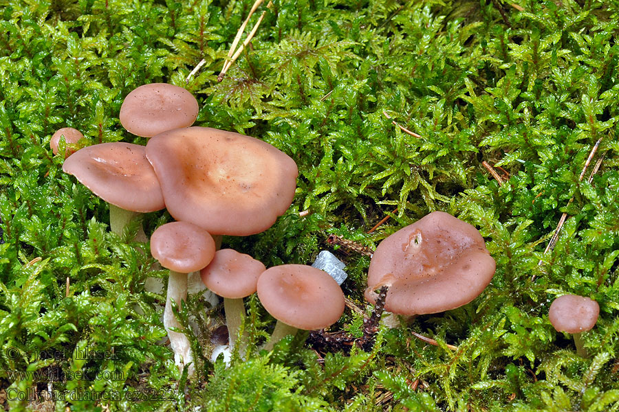 Clitocybe diatreta