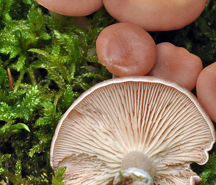 Clitocybe diatreta