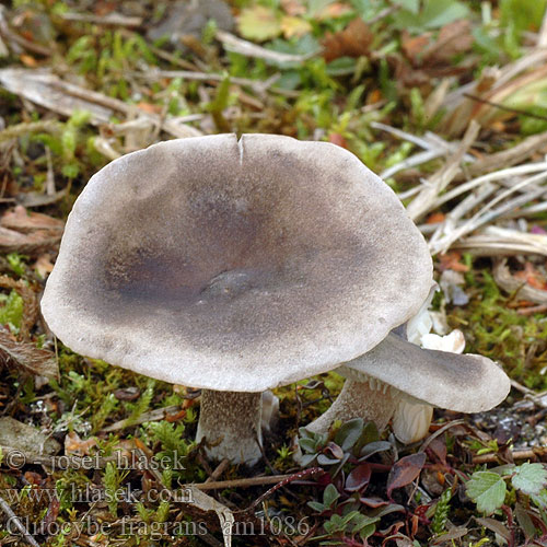 Clitocybe ditopa ditopus odorula Mealy Frosted Funnel Strmuľka aromatická Strmělka aromatická zápašná šedá Kleinsporige Trechterzwam Grauer Mehltrichterling Kuuramalikka Clitocybe odeur farine Mjöltrattskivling