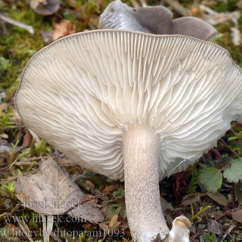 Strmuľka aromatická Strmělka aromatická zápašná šedá Kleinsporige Trechterzwam Grauer Mehltrichterling Kuuramalikka Clitocybe odeur farine Mjöltrattskivling Clitocybe ditopa ditopus odorula Mealy Frosted Funnel Говорушка слабопахучая