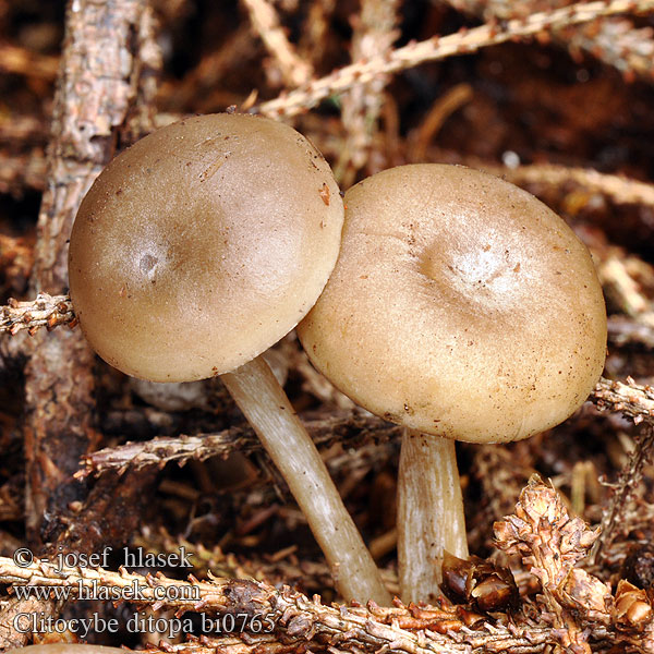 Kleinsporige Trechterzwam Grauer Mehltrichterling Kuuramalikka Clitocybe odeur farine Mjöltrattskivling Clitocybe ditopa ditopus odorula Mealy Frosted Funnel Strmuľka aromatická Strmělka aromatická zápašná šedá Говорушка слабопахучая