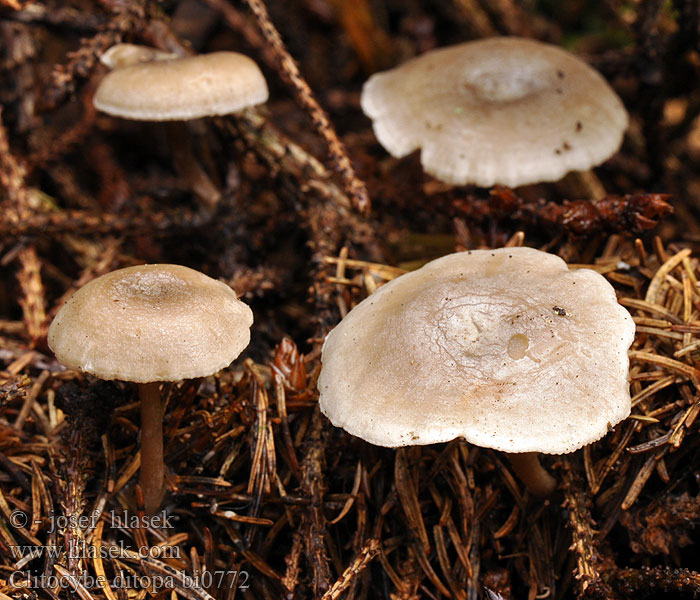 Clitocybe odeur farine Mjöltrattskivling Clitocybe ditopa ditopus odorula Mealy Frosted Funnel Strmuľka aromatická Strmělka aromatická zápašná šedá Kleinsporige Trechterzwam Grauer Mehltrichterling Kuuramalikka Говорушка слабопахучая