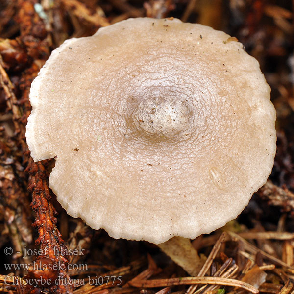 Clitocybe ditopa bi0775