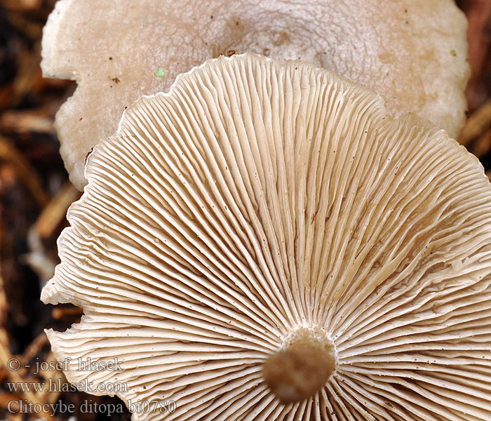 Clitocybe ditopa bi0780