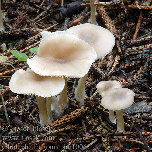 Clitocybe fragrans Strmuľka voňavá Strmělka vonná Lejkówka pachnąca Fragrant Funnel Vellugtende tragthat Dufttrichterling Weisser Anistrichterling Говорушка благоухающая Anismalikka Clitocybe parfumé Slanke Anijstrechterzwam コカブイヌシメジ 芳香杯伞 Hvit anistraktsopp Vonjava livka Dofttrattskivling