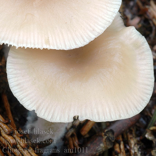 Clitocybe fragrans am1011