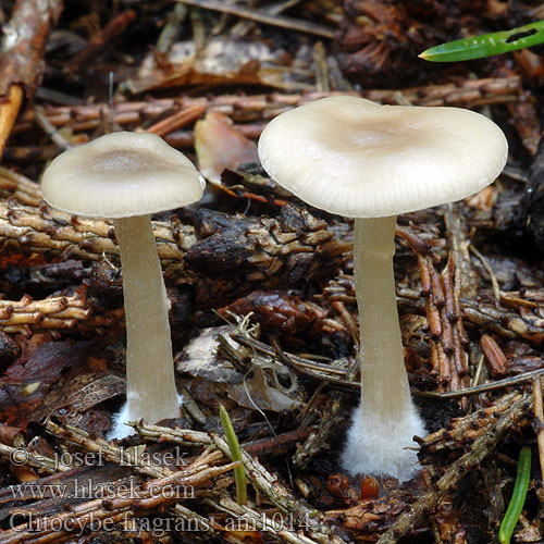 Clitocybe fragrans am1014