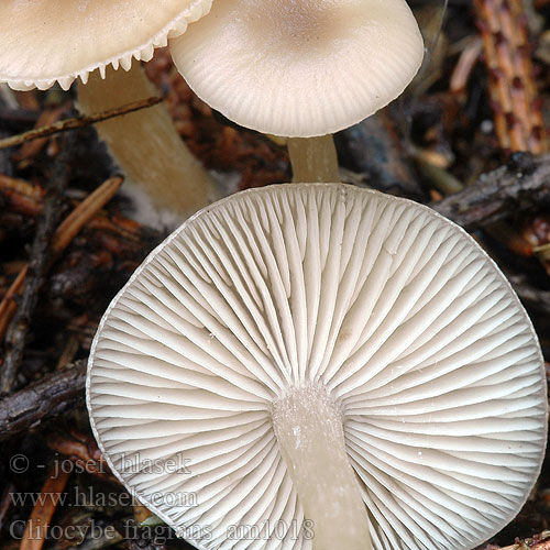 Clitocybe fragrans am1018