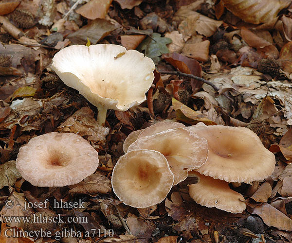 Clitocybe gibba Common Funnel Strmělka nálevkovitá Ockerbrauner Trichterling Strmuľka lievikovitá Mala martinčica Фуниевидна орешарка 深凹杯伞 Almindelig tragthat Tavalehtrik Clitocybe jorobado Suppilomalikka Clitocybe entonnoir Smeđasta grlašica Sereges tölcsérgomba Agarico imbutiforme カヤタケ 깔때기버섯 Dauburiuotoji tauriabudė Parastā piltuvene Slanke trechterzwam Sommertraktsopp Lejkówka żółtobrązowa Pâlnioară Говорушка ворончатая Sommartrattskivling Rjavkasta livka Говорушка воронковидная