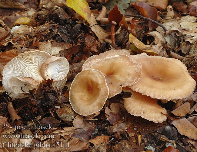 Clitocybe gibba a7111
